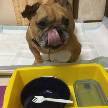 ローズ・ジョーヌの写真