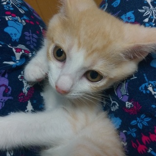 (２ヶ月)元気いっぱい♂きなこくん