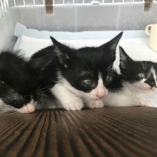 緊急！！ハチワレ兄弟♂処分決定に！！