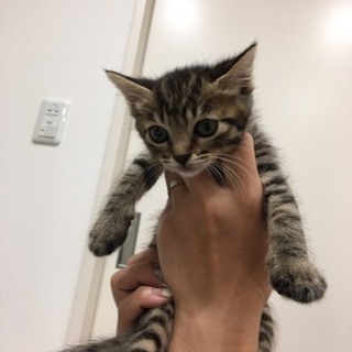 五つ子ちゃん！