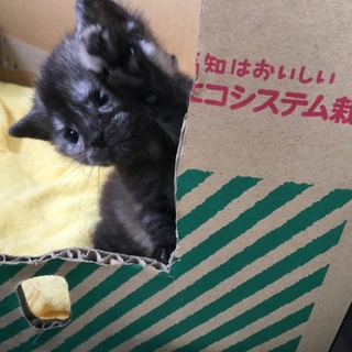 スコティッシュホールド子猫里親募集
