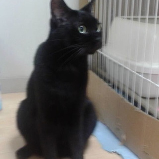 代理です。愛情注いで可愛がって下さい。リキくん