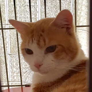 【交渉中】茶白の甘えん坊な保護猫の男子！医療処置済