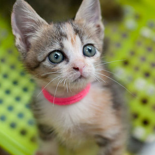 目の大きなシマ三毛ちゃん