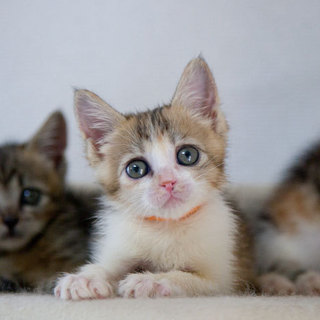 垂れ目のシマ三毛（オレンジ）