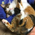 美猫！三毛猫チョコちゃん、里親さん募集中～(^^)