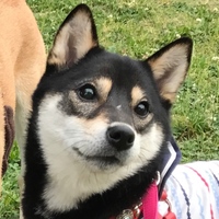 桃
