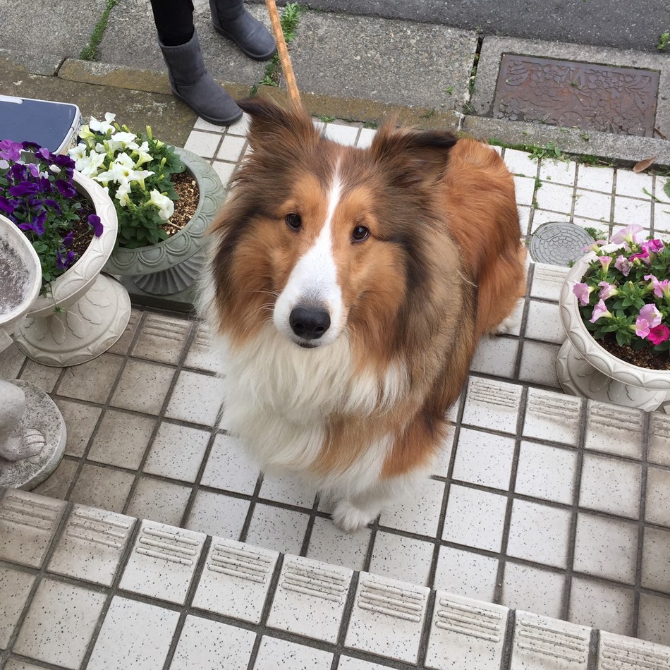 ラッキーのカバー写真