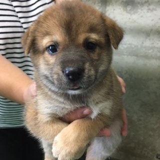 保健所から引き出した子犬NO.３