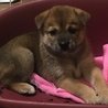 保健所から引き出した子犬NO.３ サムネイル2
