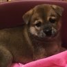 保健所から引き出した子犬NO.３ サムネイル3
