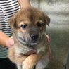 保健所から引き出した子犬NO.３ サムネイル4
