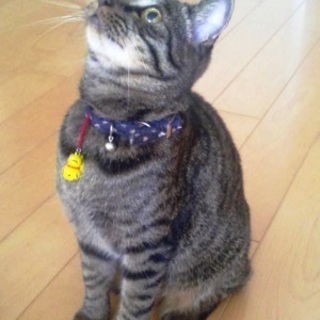 みゆきちゃん　　2歳くらいの女の子