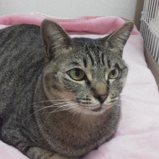 代理投稿。過去に酷い虐待…それでも甘えたいレオ君。