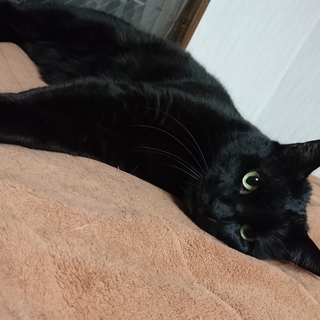 この子も幸せにしたい。甘えたトラくん。再投稿 