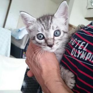 里親様決定しました★おめめの大きなサバトラ男の子