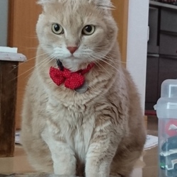 「夏バテです！ごはんさん！」サムネイル2