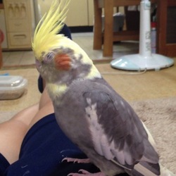 おでぶなレモン