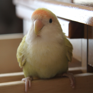 コザクラインコ　里親募集