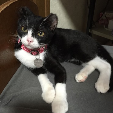 ペットID装着♪お兄ちゃん達と色違いの首輪♪（ブカブカです（＾＾；）