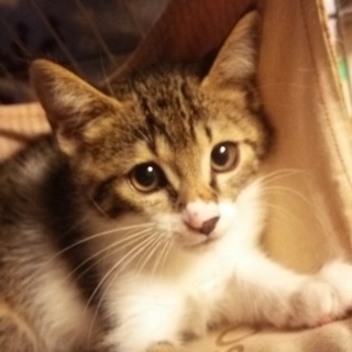 里親様が決まりました。ありがとうございました！