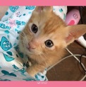 生後2ヶ月の茶猫雌1匹 雄2匹の計三匹です♡