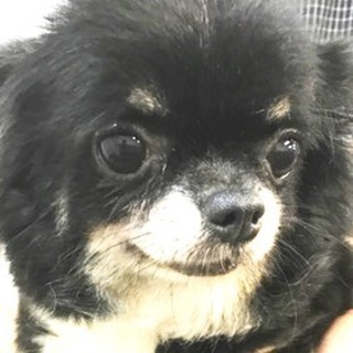 チワワ　成犬　女の子