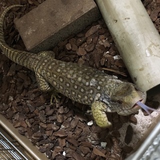 サバンナモニター