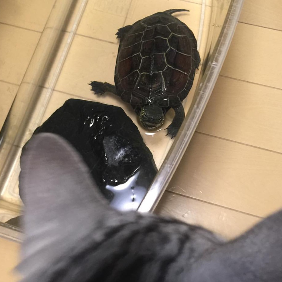 かめきっつぁんのカバー写真
