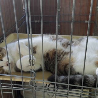 推定４歳人懐っこい男の子