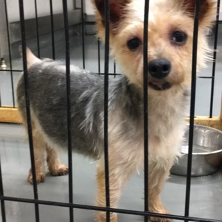 ちっちゃくて愛らしいヨーキーの女の子