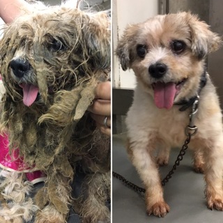 モップみたいな毛玉犬だったシーズー系の男の子