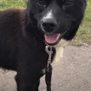 はちみつ♂里親募集です！