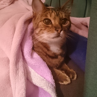 ベンガル♂３歳