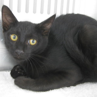 生後5ヶ月位の黒ちゃん☆期限8月15日朝迄