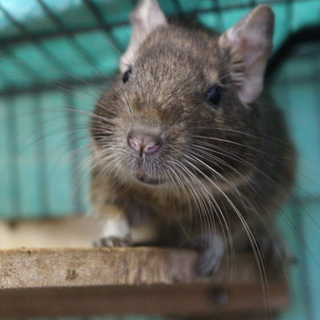 デグーノーマル オス4匹  メス3匹