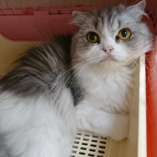 スコF☆ピコちゃん☆女の子・半折耳・2歳・長毛