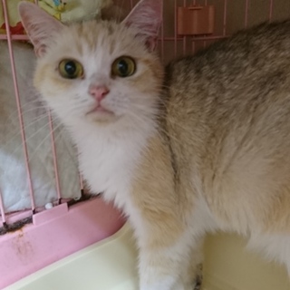 スコF☆キキちゃん☆女の子・立耳・6歳・短毛