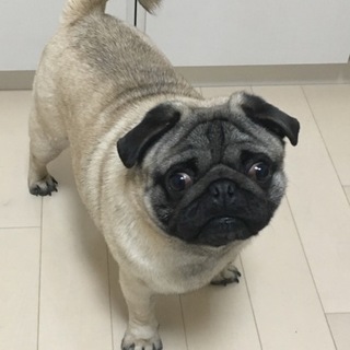 さいたま市北区の犬の里親募集情報まとめ ペットのおうち 月間利用者150万人