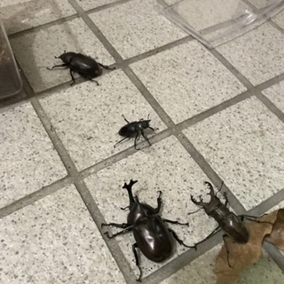 カブト虫ペア、クワガタ虫ペア