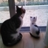 あさひねこ(保護活動者)