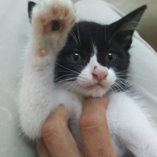 生後1か月半位黒白ハチワレ可愛いお茶目な女の子