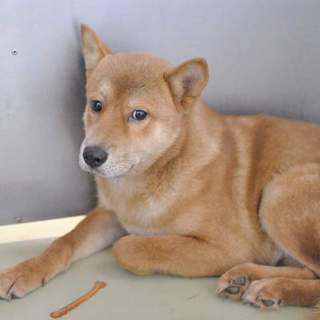 若いショコラちゃん、里親様を募集しております