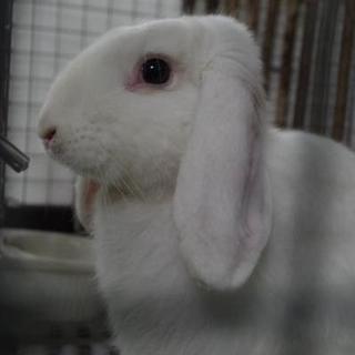 保護うさぎ、さんごくん