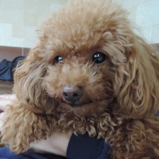 プードル 1歳