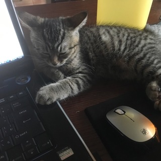 ５月４日に生まれました！わたしをかわいがってね！