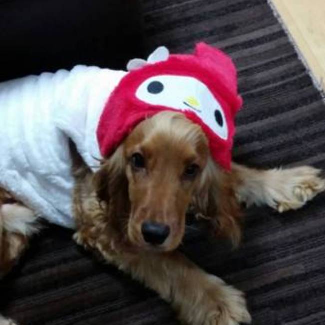 ミミケンのカバー写真