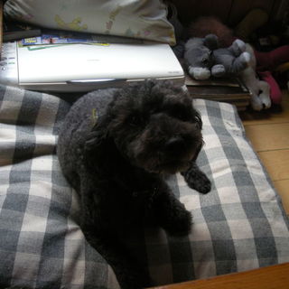 血統書付き　トイプードル