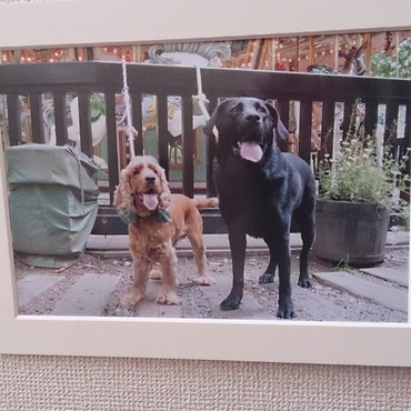 黒ラブちゃんとEコッカーちゃん、山梨旅行の写真です