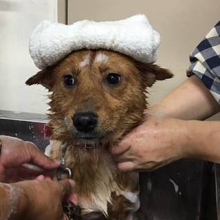 若くてかわいい経産婦さん、野犬のえみちゃん。